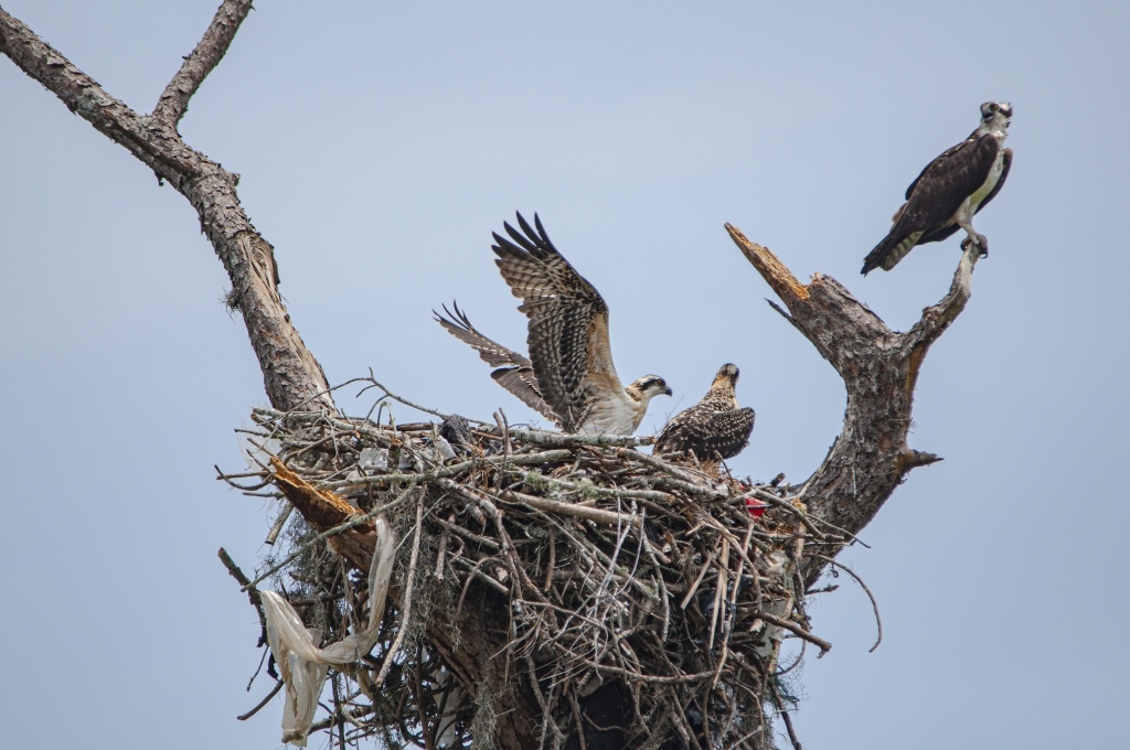 osprey nest removal